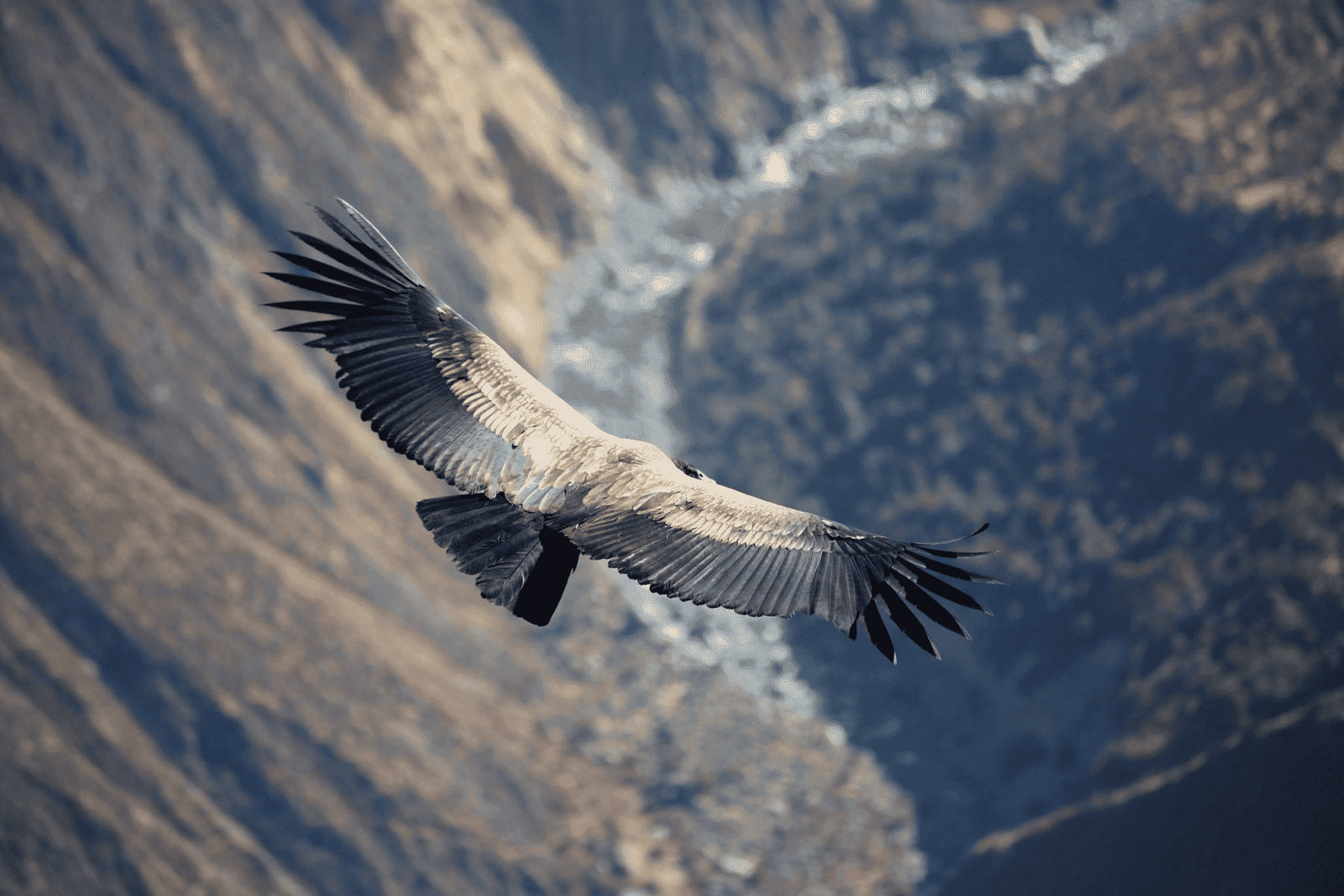 Mirador del Condor